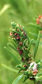 Bassia scoparia \ Besen-Radmelde, Sommerzypresse / Summer Cypress, GR Korinth/Corinth 6.10.2014 (Photo: Gisela Nikolopoulou)