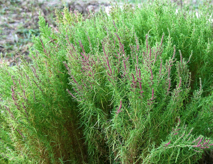 Bassia scoparia \ Besen-Radmelde, Sommerzypresse / Summer Cypress, GR Korinth/Corinth 30.10.2013 (Photo: Gisela Nikolopoulou)