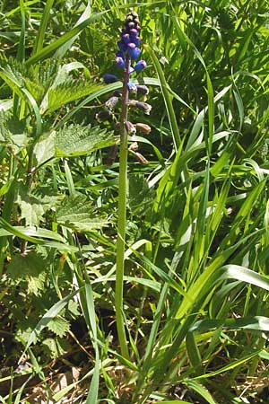 Bellevalia dubia \ Zweifelhafte Hyazinthe / Doubtful Squill, GR Peloponnes, Figalia 29.3.2013