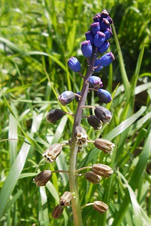 Bellevalia dubia \ Zweifelhafte Hyazinthe / Doubtful Squill, GR Peloponnes, Figalia 29.3.2013