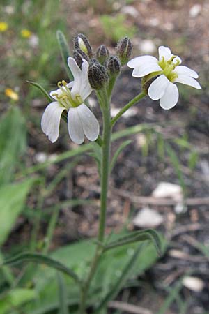 Berteroa obliqua \ Schiefe Graukresse / False Madwort, GR Igoumenitsa 13.5.2008