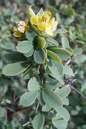 Berberis cretica \ Kretische Berberitze / Cretan Barberry, GR Parnitha 22.5.2008