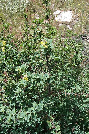 Berberis cretica \ Kretische Berberitze / Cretan Barberry, GR Parnitha 22.5.2008