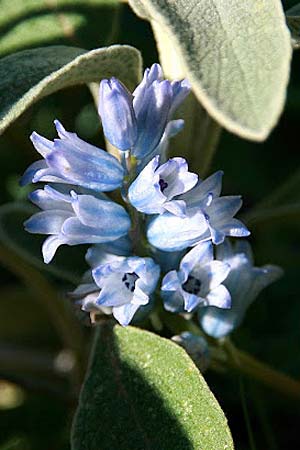 Bellevalia hyacinthoides \ Hyazinthe / Squill, GR Akrokorinth 18.1.2011 (Photo: Gisela Nikolopoulou)