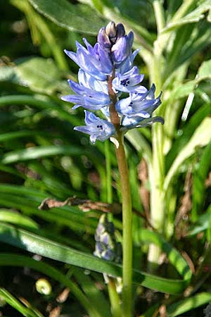 Bellevalia hyacinthoides \ Hyazinthe / Squill, GR Gerania - Gebirge/Mountains, Perachora 30.1.2013 (Photo: Gisela Nikolopoulou)