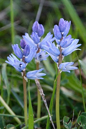 Bellevalia hyacinthoides \ Hyazinthe / Squill, GR Gerania - Gebirge/Mountains, Perachora 30.1.2013 (Photo: Gisela Nikolopoulou)
