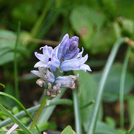 Bellevalia hyacinthoides \ Hyazinthe / Squill, GR Gerania - Gebirge/Mountains, Perachora 30.1.2013 (Photo: Gisela Nikolopoulou)
