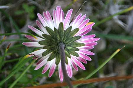 Bellis sylvestris \ Wald-Gnseblmchen / Southern Daisy, GR Korinth/Corinth 21.11.2015 (Photo: Gisela Nikolopoulou)