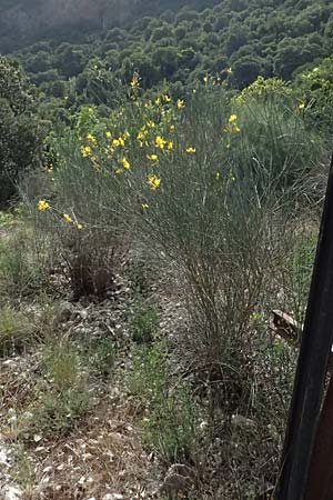 Cytisus scoparius \ Besen-Ginster / Scotch Broom, GR Peloponnes, Kalavryta 20.5.2024