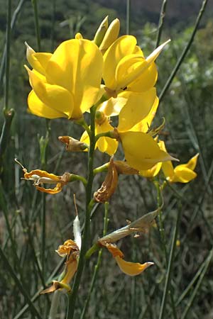 Cytisus scoparius \ Besen-Ginster / Scotch Broom, GR Peloponnes, Kalavryta 20.5.2024