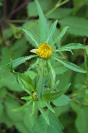 Bidens tripartita \ Dreiteiliger Zweizahn / Trifid Beggartick, GR Joannina 26.8.2007