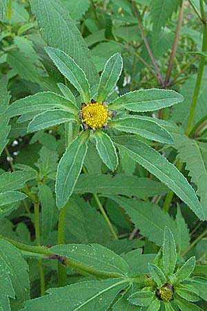 Bidens tripartita \ Dreiteiliger Zweizahn / Trifid Beggartick, GR Joannina 26.8.2007