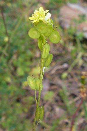 Biscutella didyma \ Einj&auml;hriges Brillensch�tchen / Annual Buckler Mustard, GR Peloponnes, Strofylia-Wald bei Metochi-Kalogria / Peloponnese, Strofylia Forest near Metochi-Kalogria 27.3.2013
