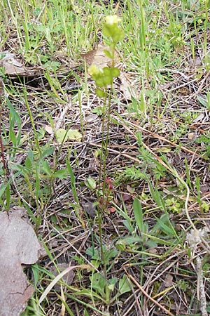 Biscutella didyma \ Einj&auml;hriges Brillensch�tchen / Annual Buckler Mustard, GR Peloponnes, Strofylia-Wald bei Metochi-Kalogria / Peloponnese, Strofylia Forest near Metochi-Kalogria 27.3.2013