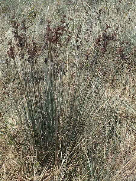 Juncus acutus \ Stechende Binse / Spiny Rush, GR Euboea (Evia), Kanatadika 25.8.2017