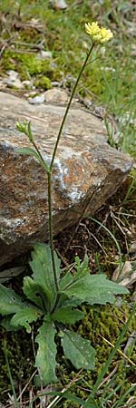 Biscutella didyma \ Einj&auml;hriges Brillensch�tchen / Annual Buckler Mustard, GR Hymettos 20.3.2019