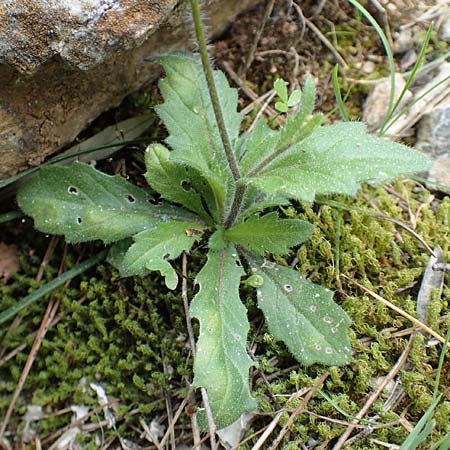 Biscutella didyma \ Einj&auml;hriges Brillensch�tchen / Annual Buckler Mustard, GR Hymettos 20.3.2019