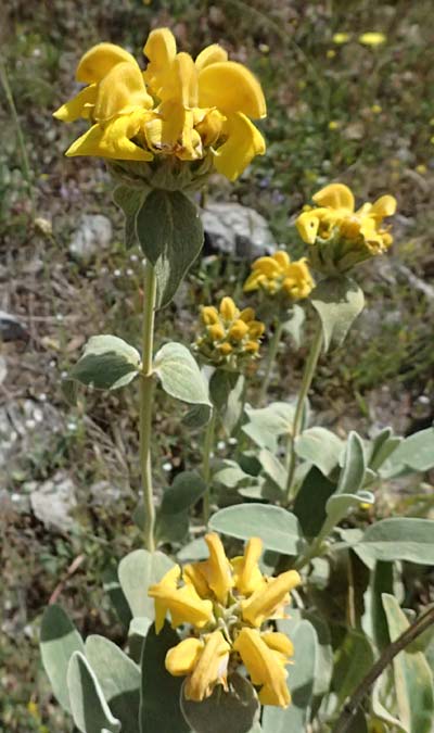 Phlomis fruticosa \ Strauchiges Brandkraut / Jerusalem Sage, GR Peloponnes, Saitas 19.5.2024