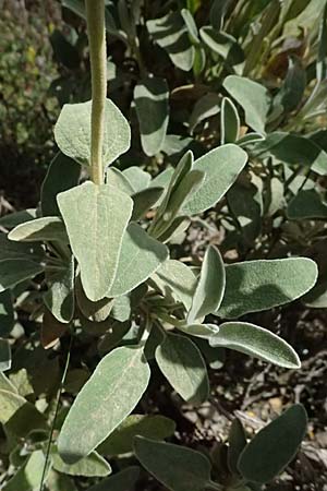 Phlomis fruticosa \ Strauchiges Brandkraut / Jerusalem Sage, GR Peloponnes, Saitas 19.5.2024