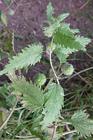 Urtica pilulifera \ Pillen-Brenn-Nessel / Roman Nettle, GR Hymettos 21.5.2008