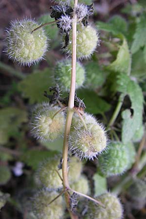 Urtica pilulifera \ Pillen-Brenn-Nessel / Roman Nettle, GR Hymettos 21.5.2008
