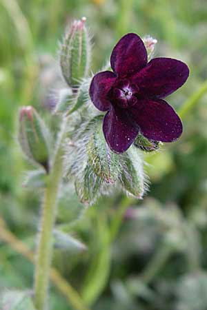 Anchusa hybrida \ Gewellte Ochsenzunge, Hybrid-Ochsenzunge / Undulate Bugloss, GR Dodoni 14.5.2008