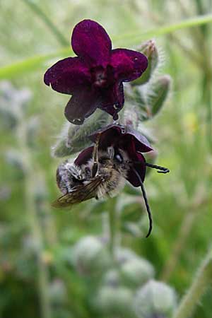 Anchusa hybrida \ Gewellte Ochsenzunge, Hybrid-Ochsenzunge / Undulate Bugloss, GR Dodoni 14.5.2008