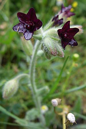 Anchusa hybrida \ Gewellte Ochsenzunge, Hybrid-Ochsenzunge / Undulate Bugloss, GR Dodoni 14.5.2008