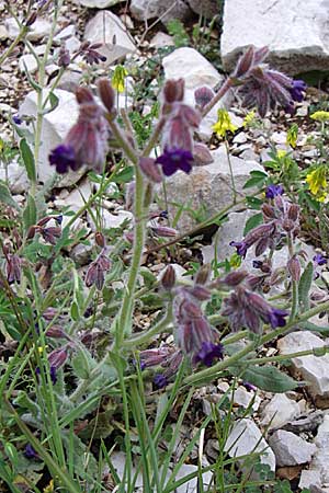 Anchusa hybrida \ Gewellte Ochsenzunge, Hybrid-Ochsenzunge / Undulate Bugloss, GR Joannina 14.5.2008