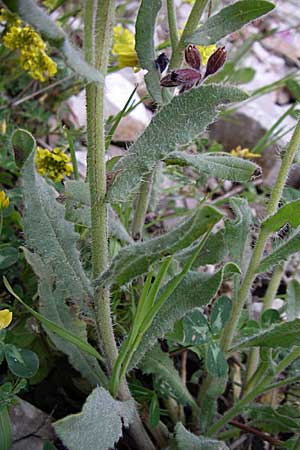 Anchusa hybrida \ Gewellte Ochsenzunge, Hybrid-Ochsenzunge / Undulate Bugloss, GR Joannina 14.5.2008
