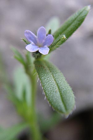 Buglossoides incrassata subsp. incrassata \ Bl&auml;ulicher Acker-Steinsame / Blue Field Gromwell, GR Zagoria, Vikos - Schlucht / Gorge 15.5.2008