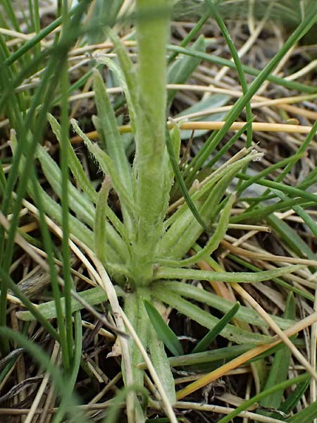Rindera graeca \ Griechische Rindera / Greek Rindera, GR Peloponnes, Chelmos 18.5.2024