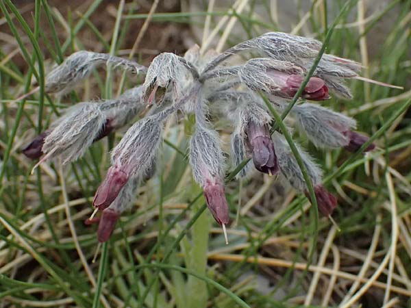 Rindera graeca \ Griechische Rindera / Greek Rindera, GR Peloponnes, Chelmos 18.5.2024