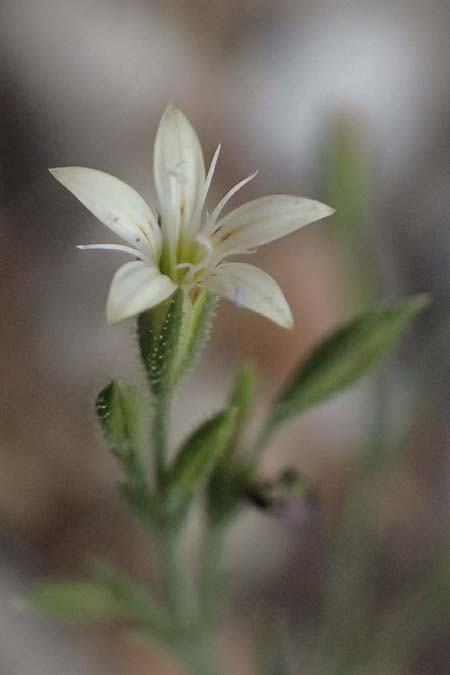 Petrorhagia illyrica \ Illyrische Felsennelke / Illyrian Pink, GR Peloponnes, Taygetos, Viros - Schlucht / Gorge 29.5.2024