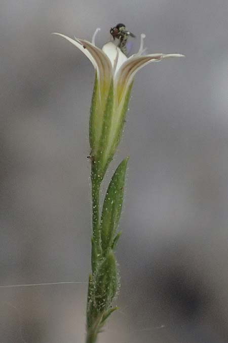 Petrorhagia illyrica \ Illyrische Felsennelke / Illyrian Pink, GR Peloponnes, Taygetos, Viros - Schlucht / Gorge 29.5.2024