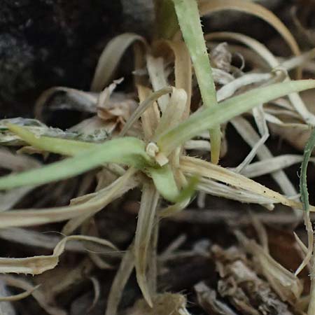 Petrorhagia illyrica \ Illyrische Felsennelke / Illyrian Pink, GR Peloponnes, Taygetos, Viros - Schlucht / Gorge 29.5.2024
