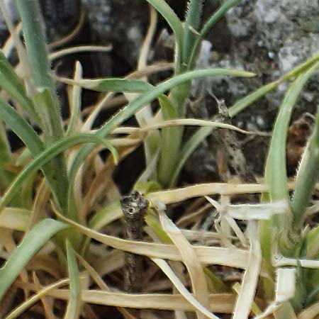 Petrorhagia illyrica \ Illyrische Felsennelke / Illyrian Pink, GR Peloponnes, Taygetos, Viros - Schlucht / Gorge 29.5.2024