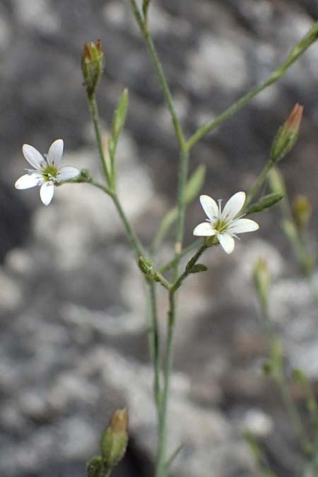 Petrorhagia illyrica \ Illyrische Felsennelke / Illyrian Pink, GR Peloponnes, Taygetos, Viros - Schlucht / Gorge 31.5.2024