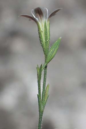 Petrorhagia illyrica \ Illyrische Felsennelke / Illyrian Pink, GR Peloponnes, Taygetos, Viros - Schlucht / Gorge 31.5.2024
