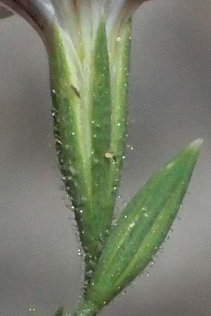 Petrorhagia illyrica \ Illyrische Felsennelke / Illyrian Pink, GR Peloponnes, Taygetos, Viros - Schlucht / Gorge 31.5.2024