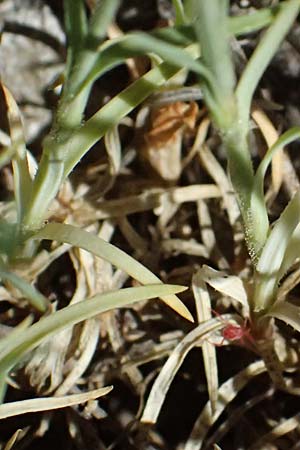 Petrorhagia illyrica \ Illyrische Felsennelke / Illyrian Pink, GR Peloponnes, Taygetos, Viros - Schlucht / Gorge 31.5.2024