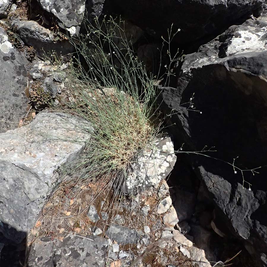Petrorhagia illyrica \ Illyrische Felsennelke / Illyrian Pink, GR Peloponnes, Taygetos, Viros - Schlucht / Gorge 31.5.2024