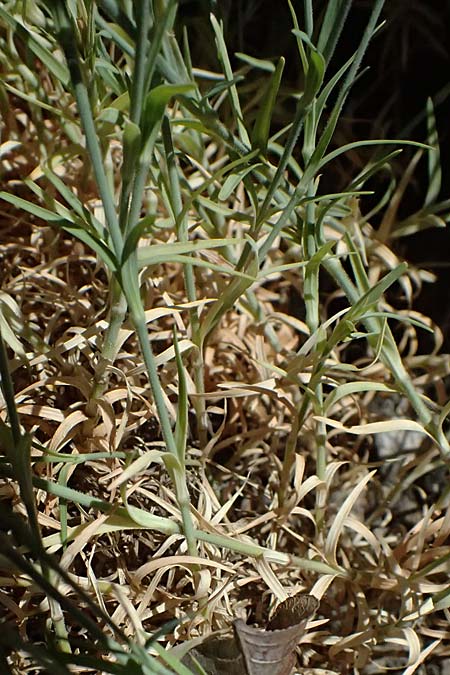 Petrorhagia illyrica \ Illyrische Felsennelke / Illyrian Pink, GR Peloponnes, Taygetos, Viros - Schlucht / Gorge 31.5.2024