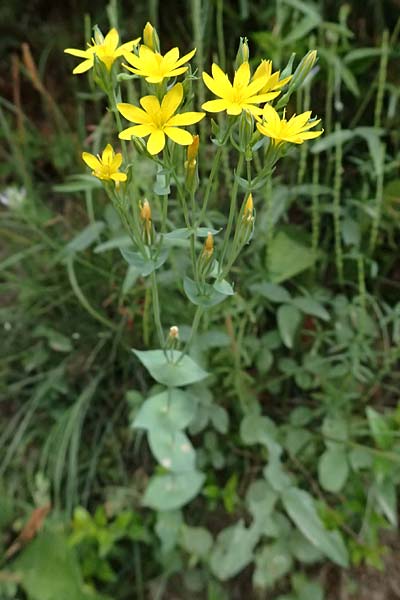 Blackstonia perfoliata \ Bitterling / Yellow-Wort, GR Peloponnes, Kalavryta 20.5.2024