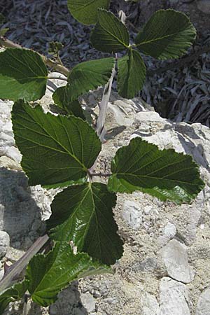 Rubus sanctus \ Heilige Brombeere / Holy Bramble, GR Parga 24.8.2007