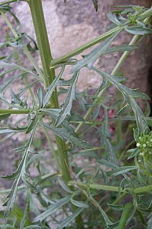 Scrophularia canina subsp. bicolor \ Zweifarbige Hunds-Braunwurz / Bicolor Figwort, GR Zagoria, Monodendri 15.5.2008