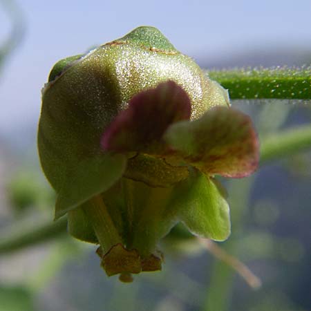 Scrophularia laciniata \ Verschiedenbl&auml;ttrige Braunwurz, Fiederlappige Braunwurz / Cut-Leaved Figwort, GR Zagoria, Monodendri 19.5.2008