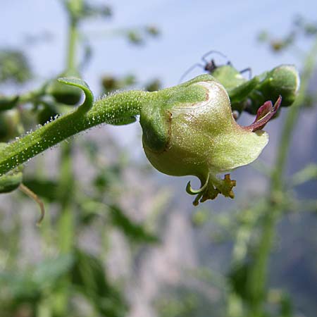 Scrophularia laciniata \ Verschiedenbl&auml;ttrige Braunwurz, Fiederlappige Braunwurz / Cut-Leaved Figwort, GR Zagoria, Monodendri 19.5.2008