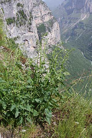 Scrophularia laciniata \ Verschiedenbl&auml;ttrige Braunwurz, Fiederlappige Braunwurz / Cut-Leaved Figwort, GR Zagoria, Monodendri 19.5.2008