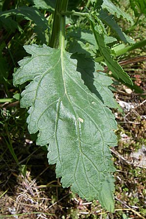 Scrophularia laciniata \ Verschiedenbl&auml;ttrige Braunwurz, Fiederlappige Braunwurz / Cut-Leaved Figwort, GR Zagoria, Monodendri 19.5.2008